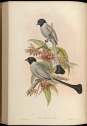 Chrypsirhina cucullata